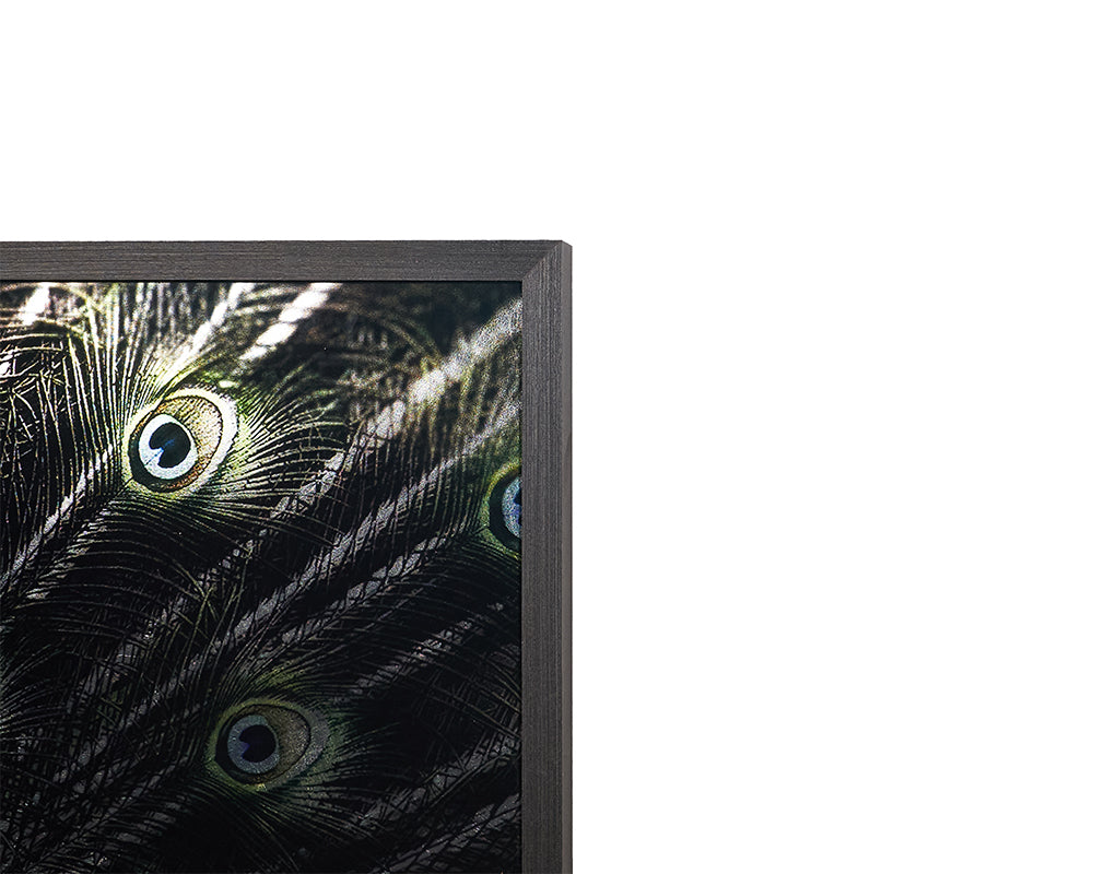 Brilliant Plumage - 72" X 48" - Charcoal Frame