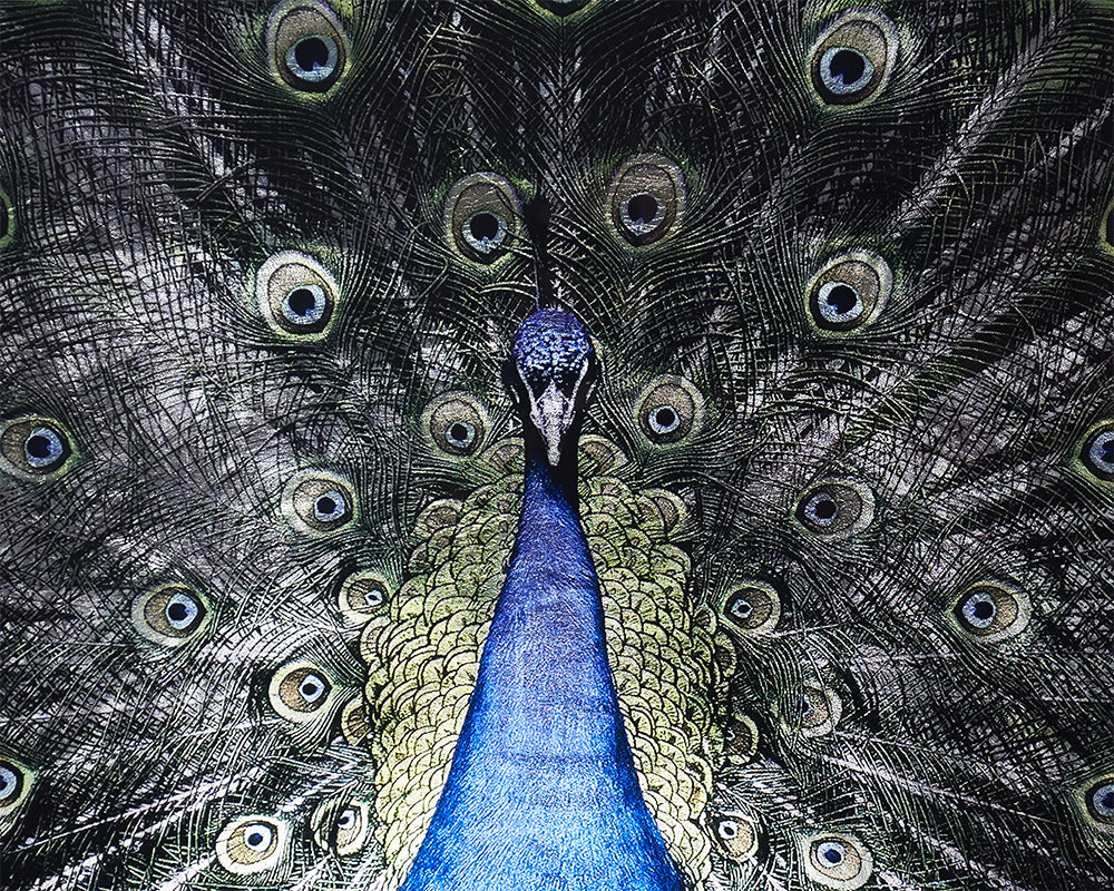 Brilliant Plumage - 72" X 48" - Charcoal Frame