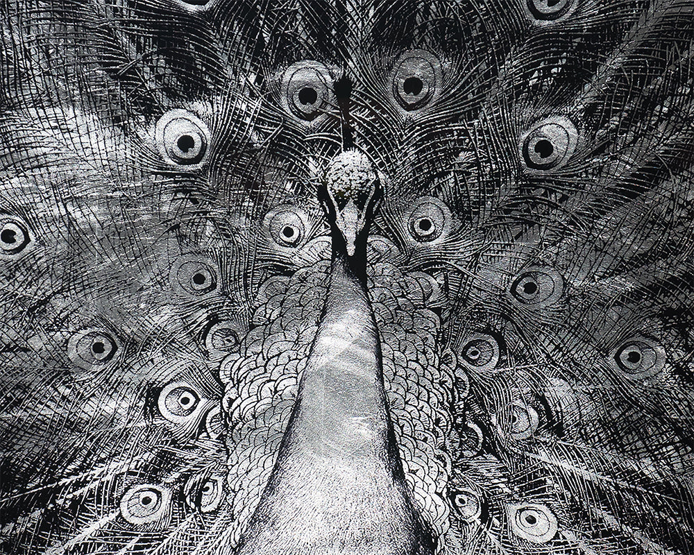 Silver Plumage - 72" X 48" - Charcoal Frame