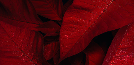 Close shot of Poinsettia plant