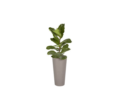 Arbor Planter - Small