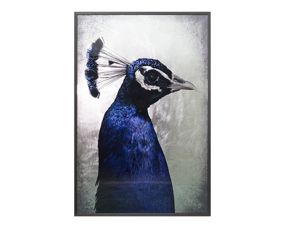 The Peacock - 48" X 72" - Charcoal Frame