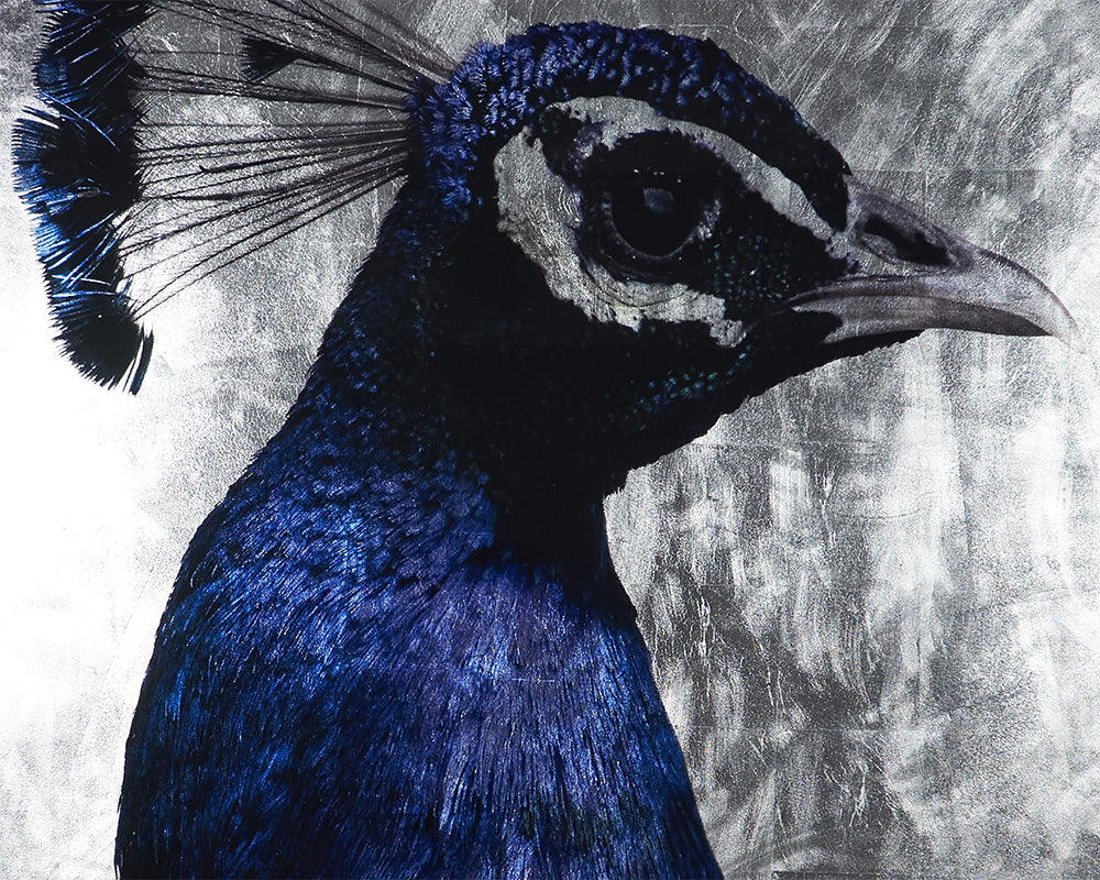The Peacock - 48" X 72" - Charcoal Frame
