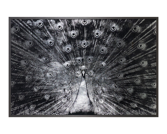 Silver Plumage - 72" X 48" - Charcoal Frame